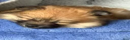Pomeranian dogs for sale: REDUCED! 1 GIRL POMERANIAN AVAILABLE - Advert 7