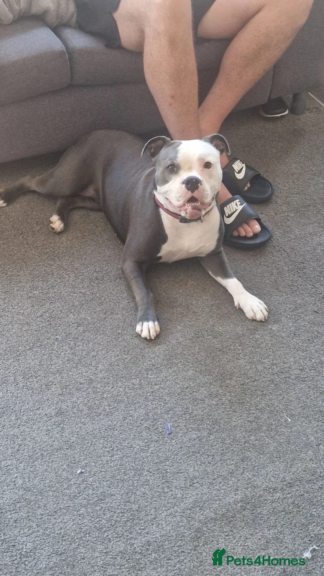Mixed Breed dogs for sale: Rehome in Wolverhampton - Advert 2