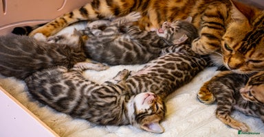 Bengal cats - Advert 2