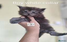 Maine Coon cats for sale: Absolutelly gorgeous kittens  - Image 7