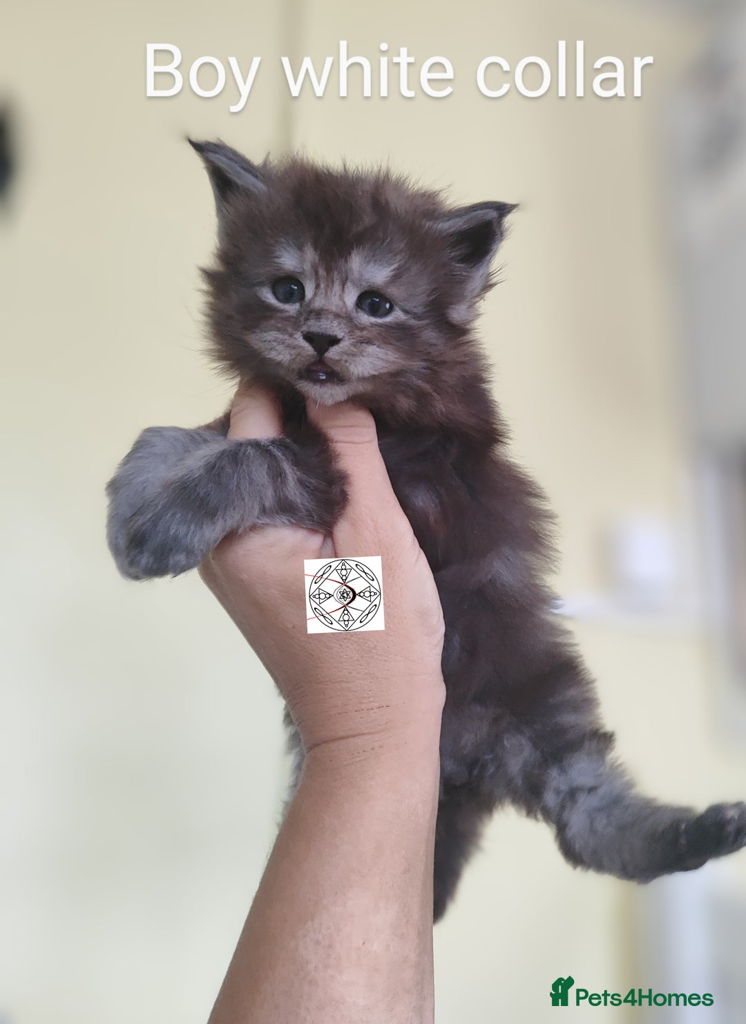 Maine Coon cats for sale: Absolutelly gorgeous kittens  - Image 7