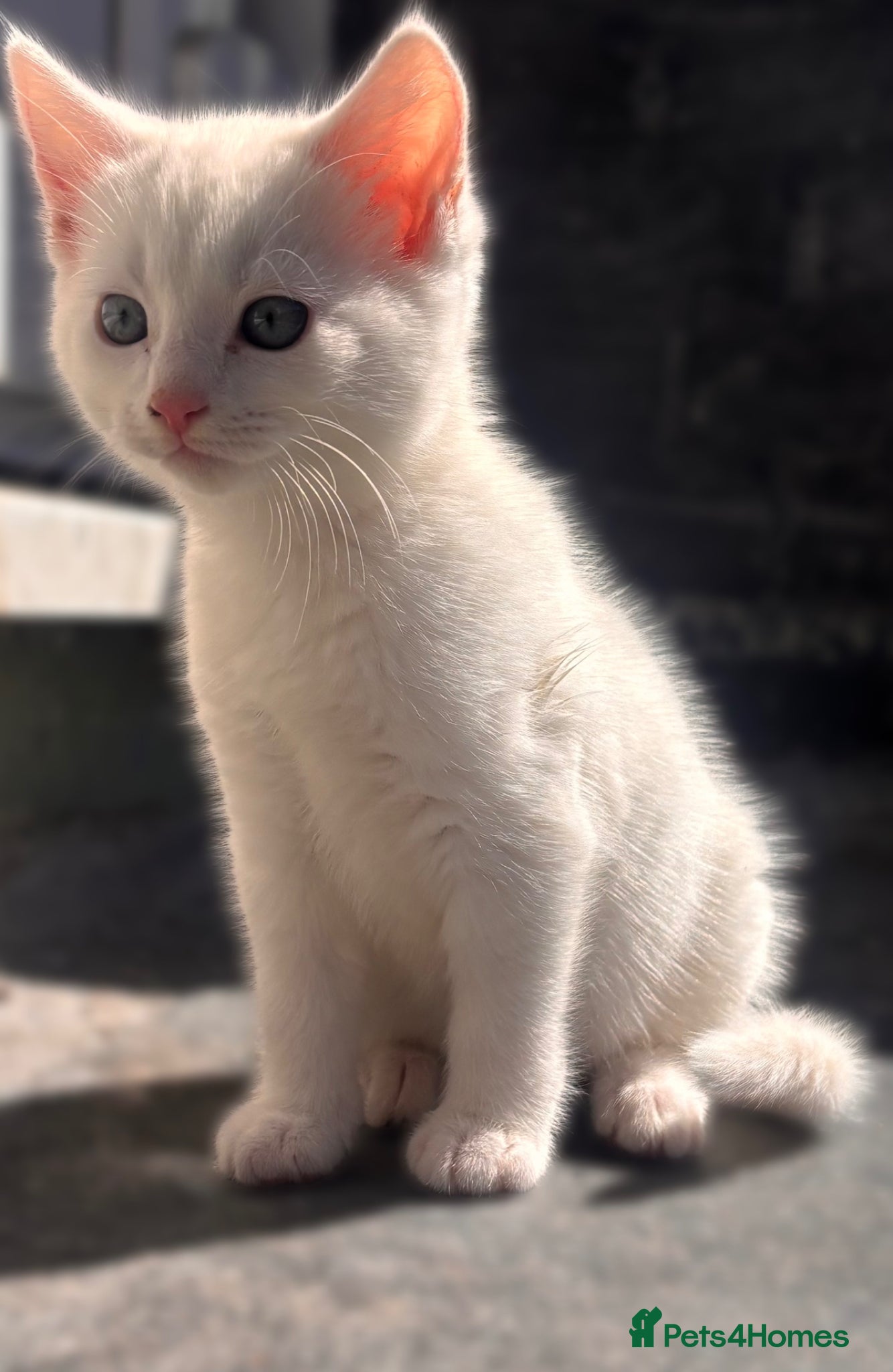 Turkish Angora cats ONE KITTEN BOY LEFT💙 READY NOW - Advert 1