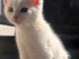 Turkish Angora cats ONE KITTEN BOY LEFT💙 READY NOW - Advert 3