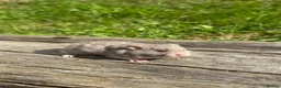 Hamster rodents for sale: Beautiful baby Syrian Hamsters Sheffield - Advert 29