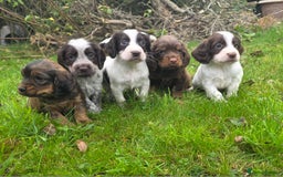 Cocker Spaniel dogs for sale: WORKING COCKER SPANIELS ..DNA CLEAR - Image 12