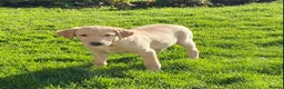 Labrador Retriever dogs for sale: Beautiful KC Reg Labrador puppies - Advert 8