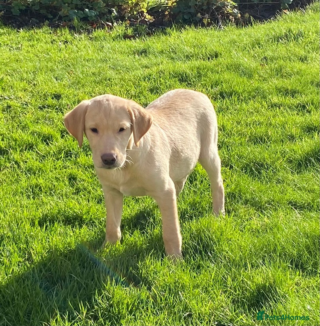 Labrador Retriever dogs for sale: Beautiful KC Reg Labrador puppies - Advert 8