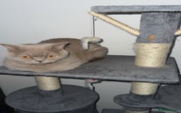 British Shorthair cats for sale: Lilac Neutered Loving Female - Image 3