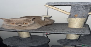 British Shorthair cats - Advert 14