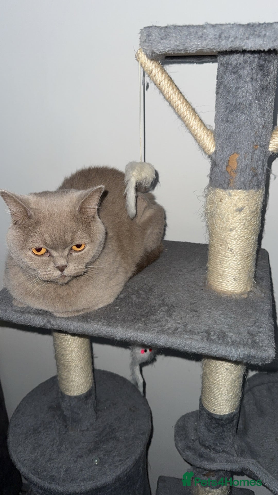 British Shorthair cats for sale: Lilac Neutered Loving Female - Image 3