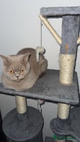 British Shorthair cats - Advert 9