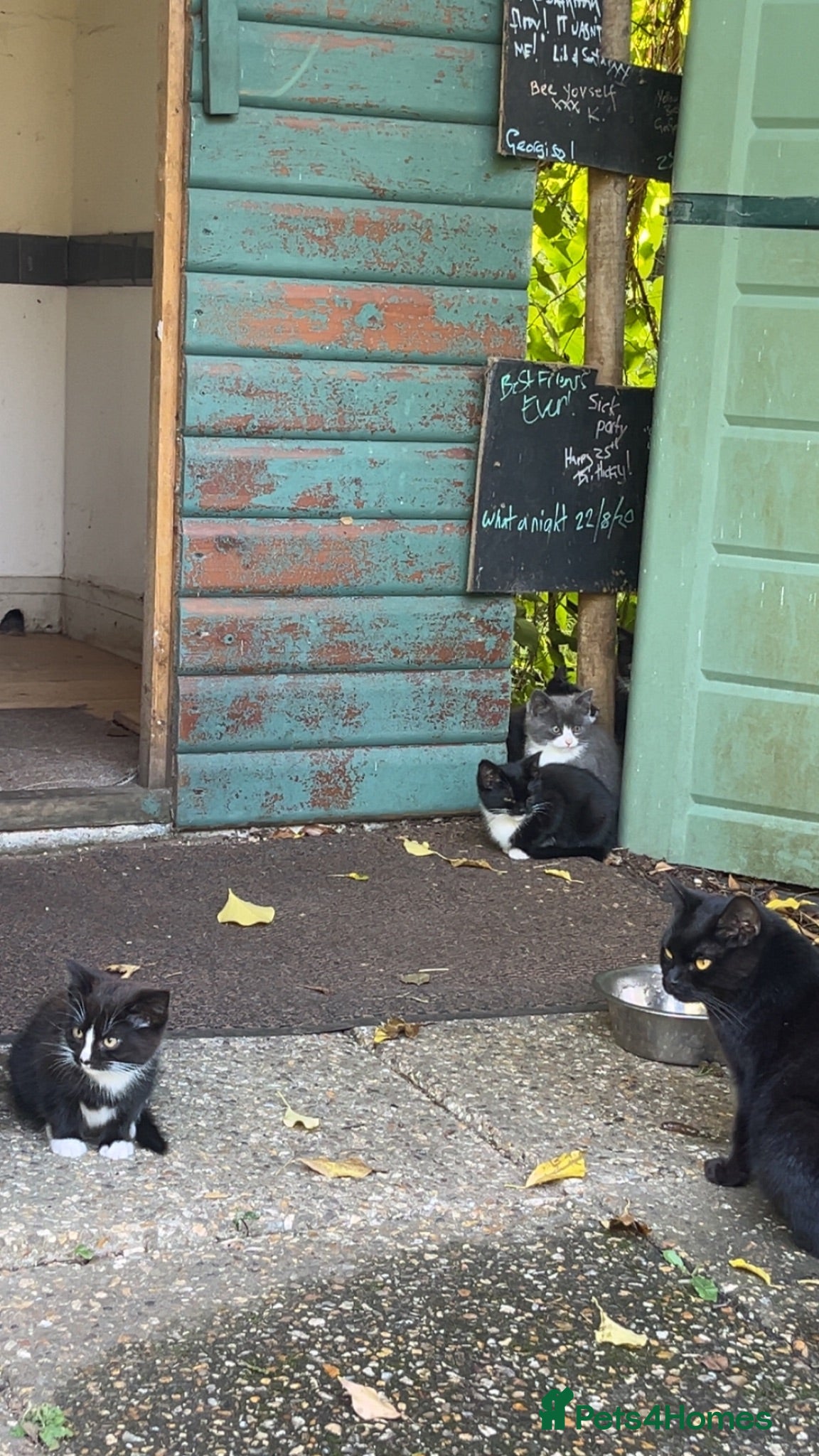 Mixed Breed cats Kitten ready for forever homes  - Advert 16