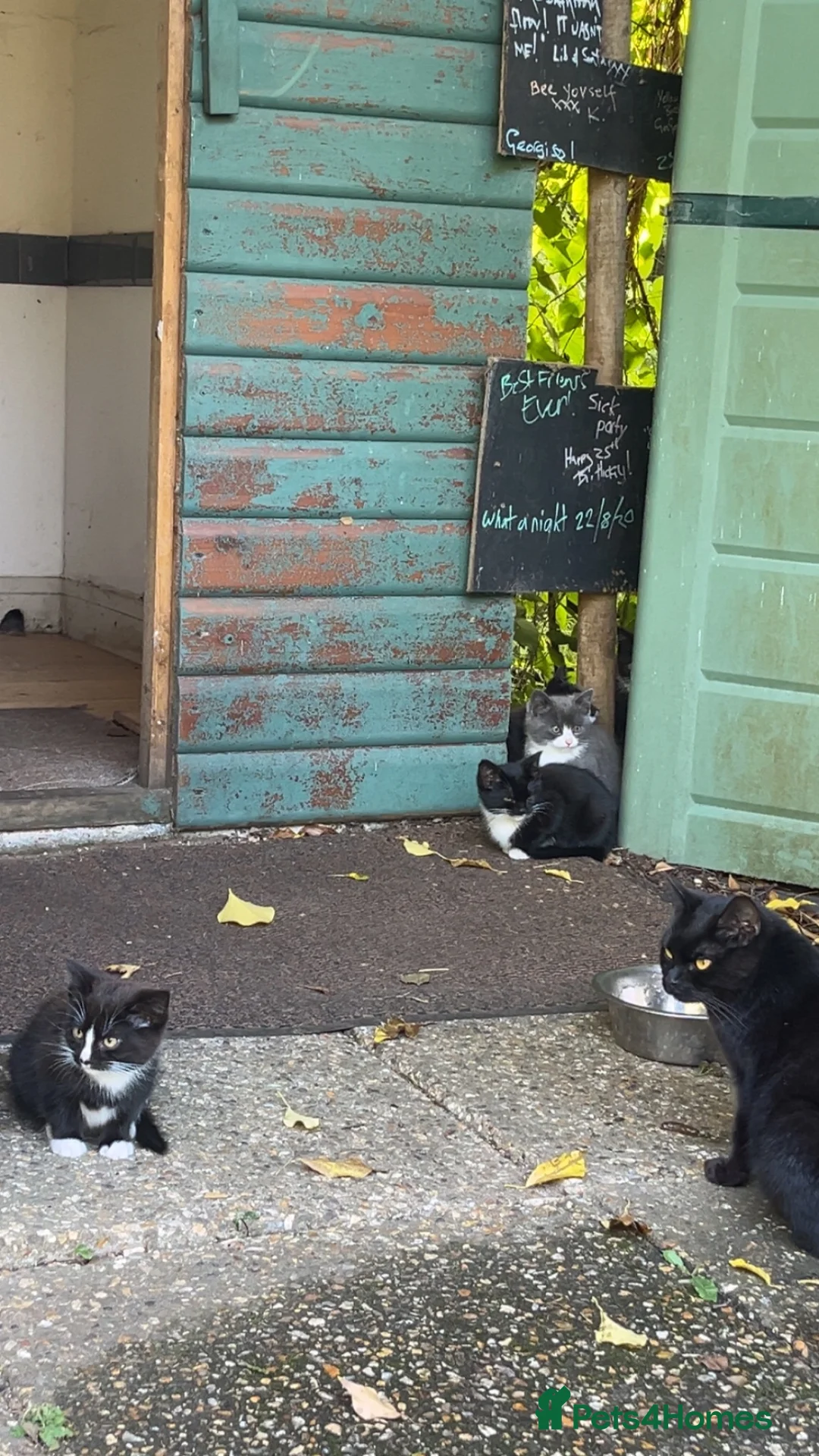 Mixed Breed cats for sale: Kitten ready for forever homes  in Brandon - Advert 1