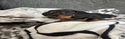 Miniature Dachshund dogs for sale: Miniature dachshund puppies  - Advert 3