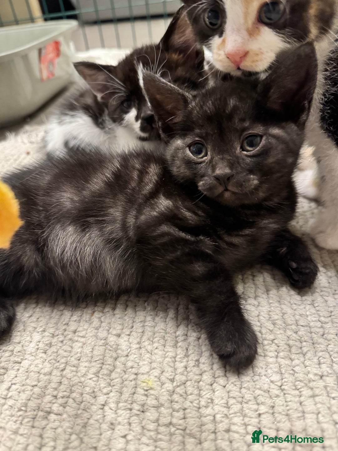 Bengal cats for sale: Bengal x British short hair kittens ready soon 15t - Advert 28