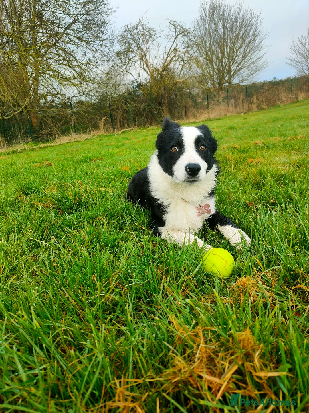 Border Collie dogs for sale: Dog for rehoming - Image 4