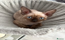 Devon Rex cats for sale: ❤️2 male Devon rex available 😻 - Image 24