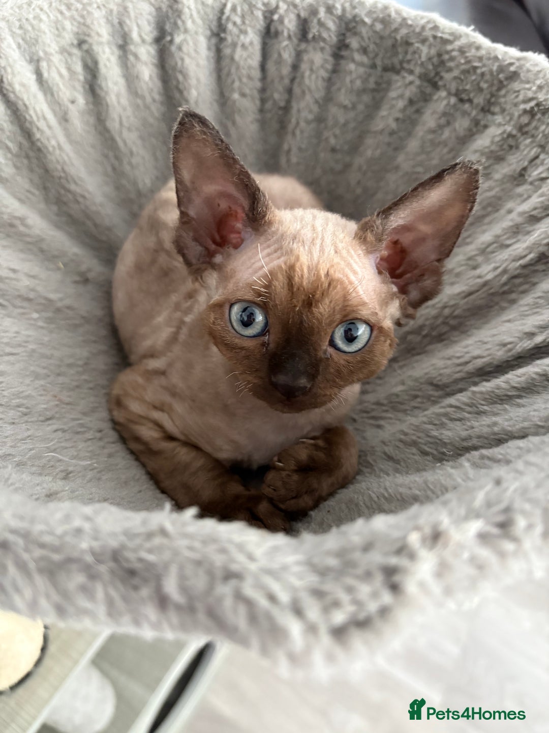 Devon Rex cats for sale: ❤️2 male Devon rex available 😻 - Image 24