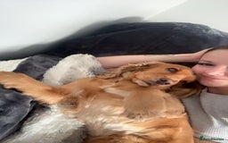 Cocker Spaniel dogs for sale: Meet Daisy – looking for her forever home❤️ - Advert 6