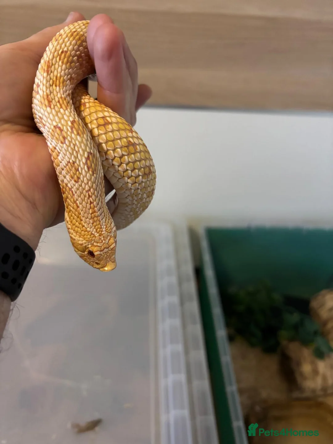 Snake reptiles for sale: Hognose snakes  in Havant - Advert 1