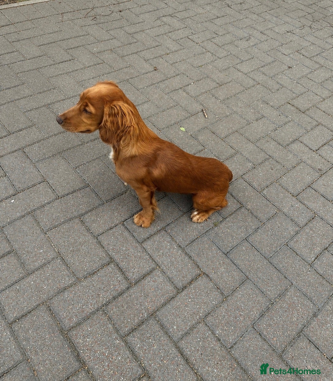 Cocker Spaniel dogs Cocker spaniel 5 months old  - Advert 3