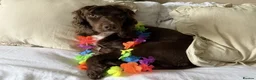 Sprocker dogs for sale: Pre Birth: Sprocker Puppies due in July in Wellingborough - Advert 8
