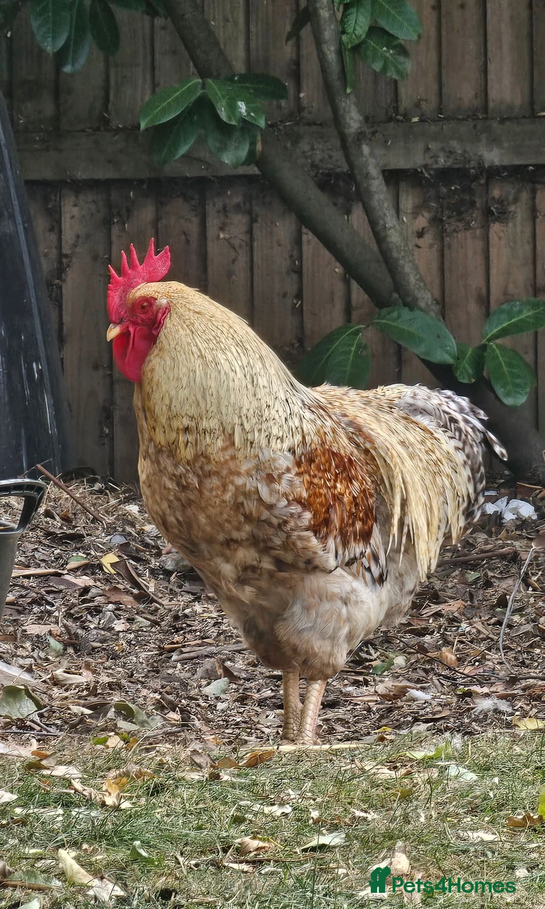 Chickens poultry for sale: Bielefelder pure breed - Advert 3