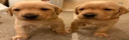 Labrador Retriever dogs for sale: KC Registered Fox Red and Yellow Labrador Puppies - Advert 8