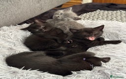 British Shorthair cats for sale: 🐾✨ 4 Tiny Superstars ✨🐾 - Image 6
