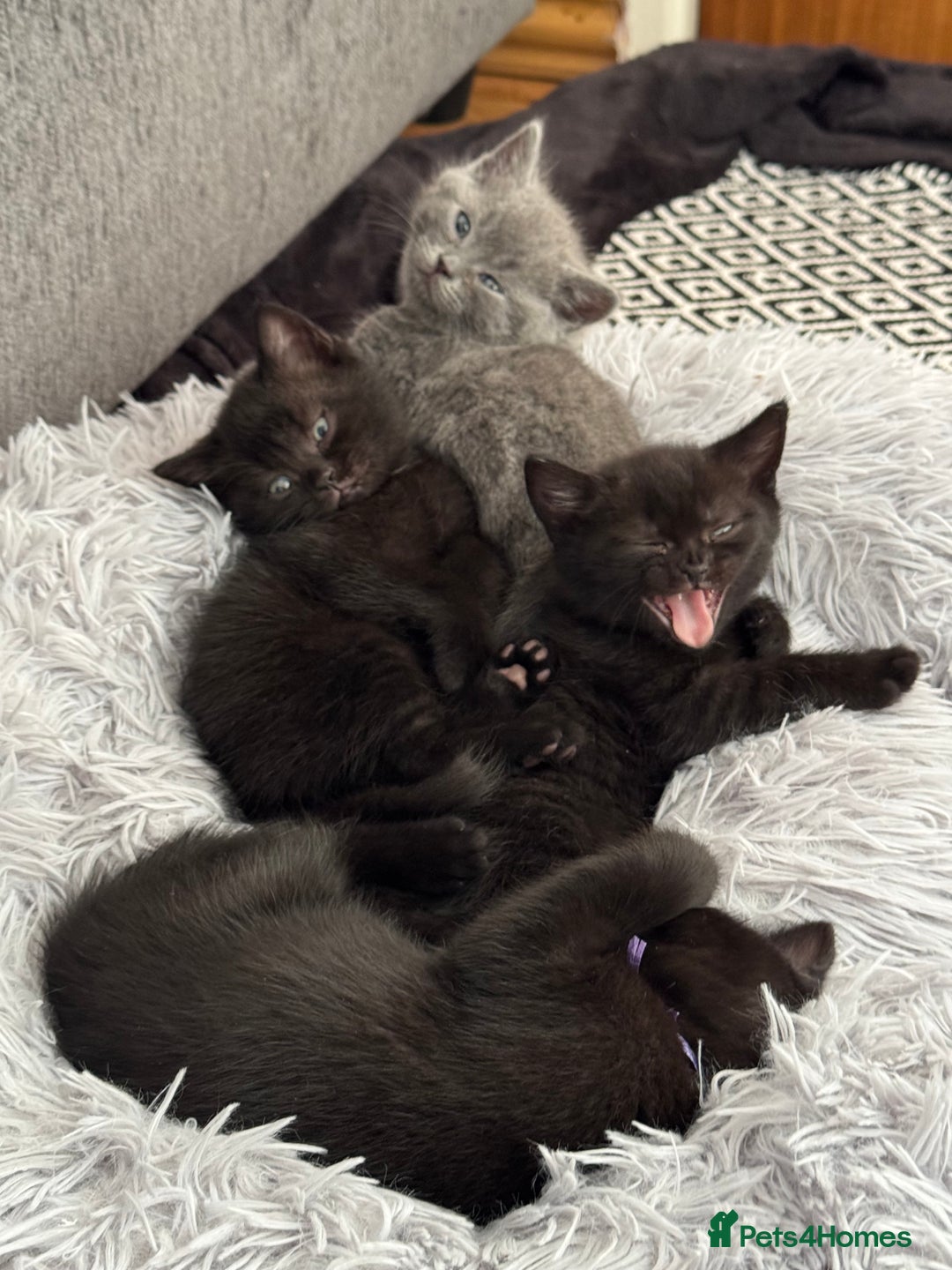 British Shorthair cats for sale: 🐾✨ 4 Tiny Superstars ✨🐾 - Image 6