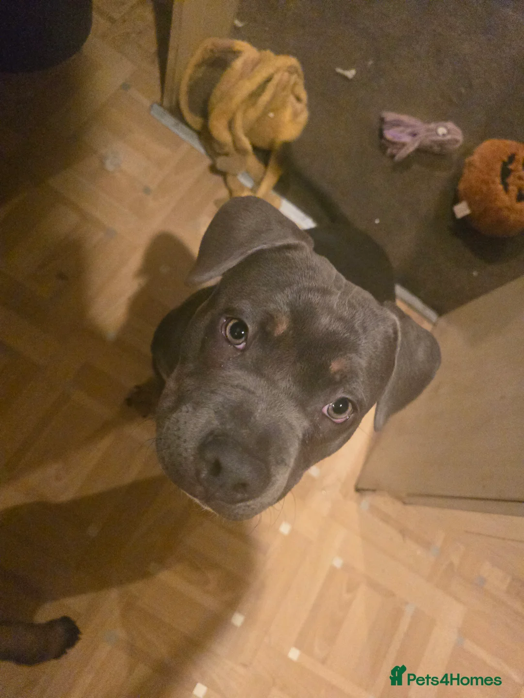 American Bully dogs for sale: ✨️pocket bully✨️ - Advert 6