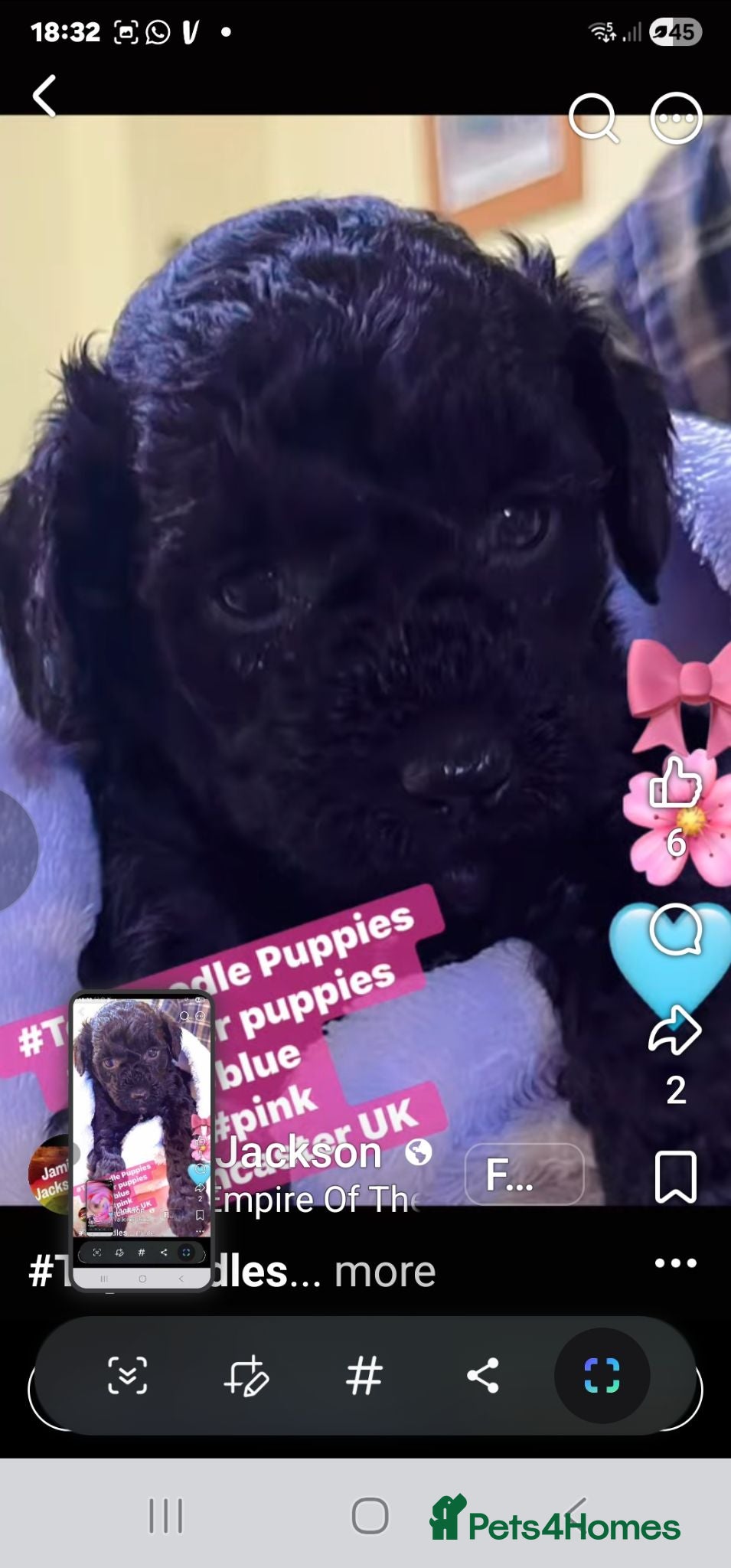 Toy Poodle dogs Toy poodle puppies  - Advert 19