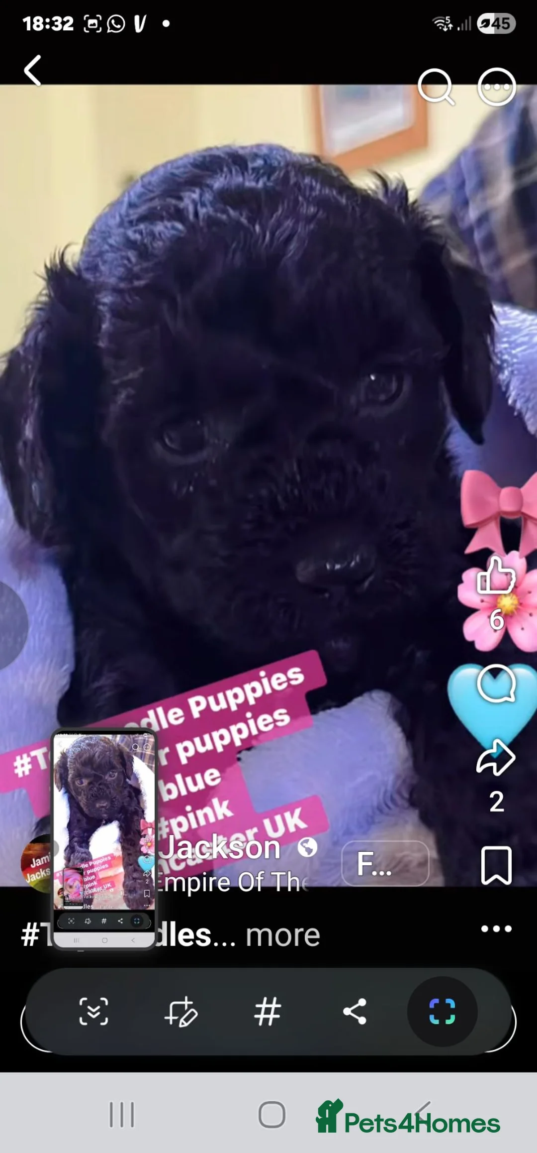 Toy Poodle dogs for sale: Toy poodle puppies  - Advert 2