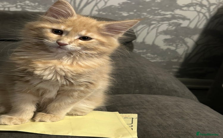 Maine Coon cats - Advert 15