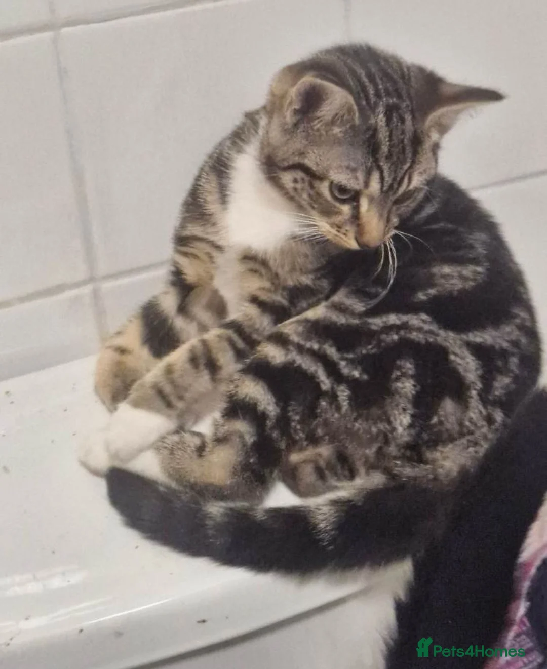 Mixed Breed cats for sale: Tabby kittens  - Advert 3