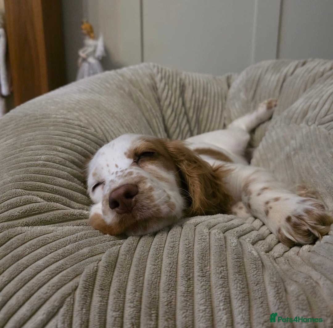 Cocker Spaniel dogs for sale: 16 Week old male cocker spaniel  - Advert 2