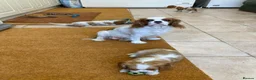Cavalier King Charles Spaniel dogs for sale: Beautiful KC blenheim pups - health tested parents - Advert 8