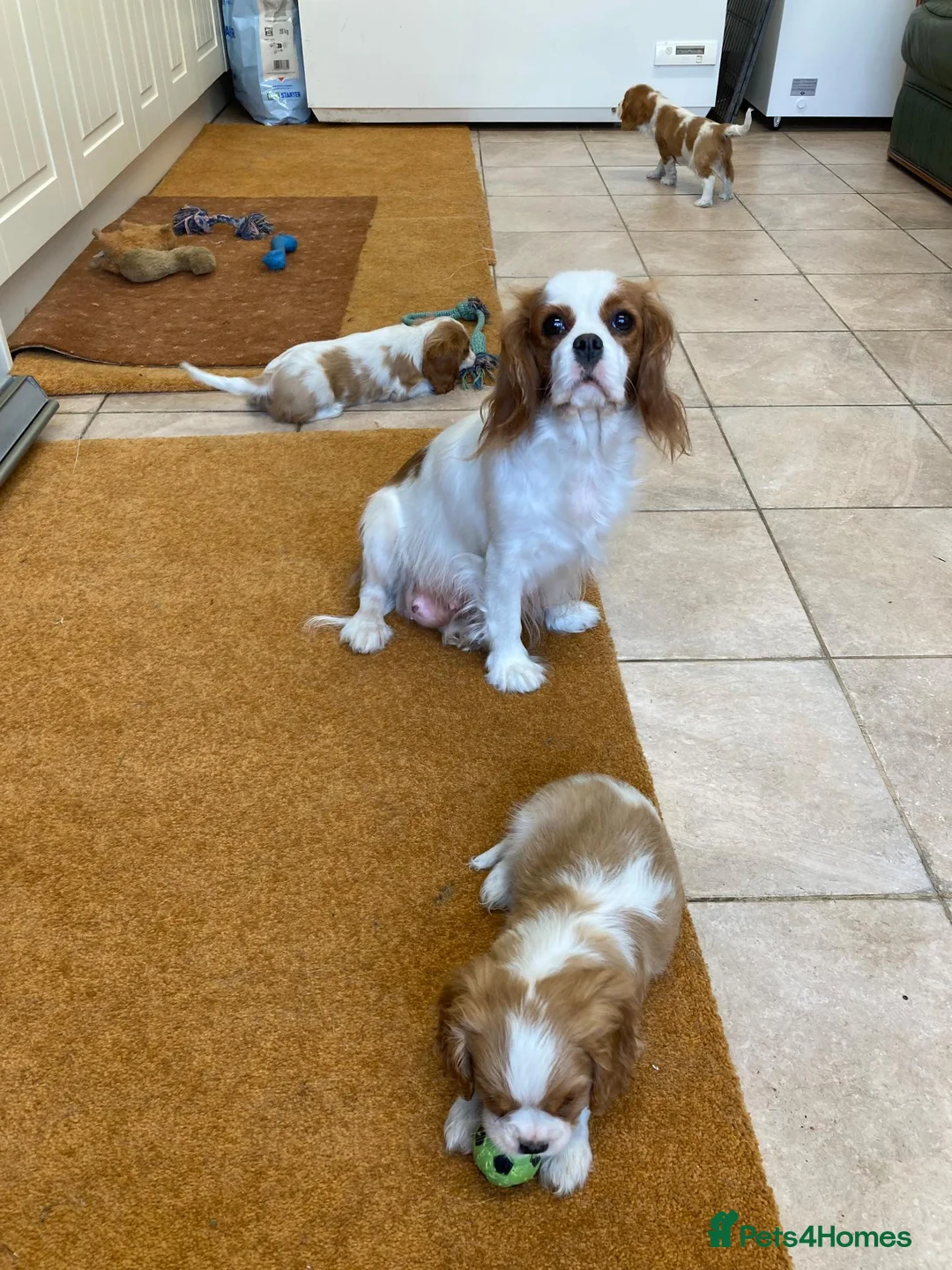 Cavalier King Charles Spaniel dogs for sale: Beautiful KC blenheim pups - health tested parents - Advert 8