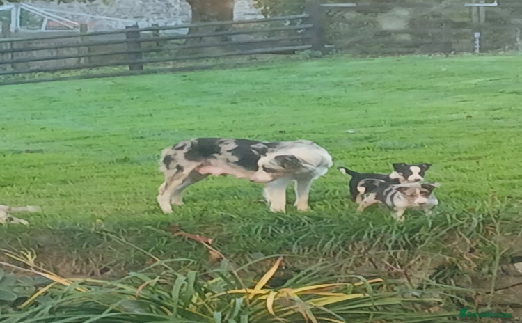 Border Collie dogs - Advert 1
