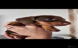 Miniature Dachshund dogs for sale: Mini choc and tan dachshund puppies in Congleton - Image 12