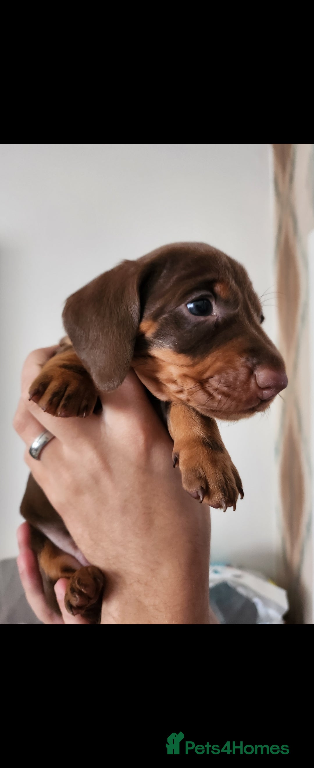 Miniature Dachshund dogs for sale: Mini choc and tan dachshund puppies in Congleton - Image 12