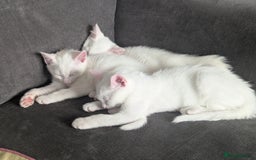 Mixed Breed cats for sale: Lovely white kittens for sale - Image 2