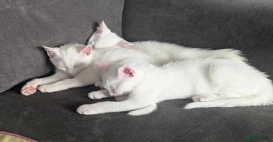 Mixed Breed cats - Advert 2
