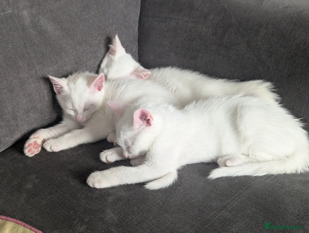 Mixed Breed cats for sale: Lovely white kittens for sale - Image 2