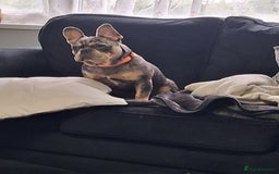 French Bulldog dogs for sale: Tri colour merle french bullldog - Image 3