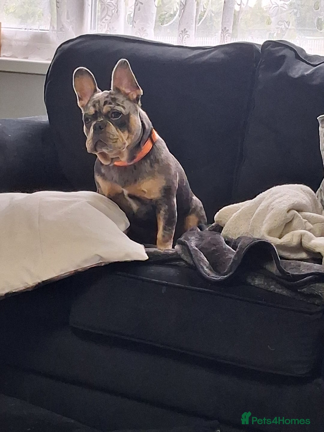 French Bulldog dogs for sale: Tri colour merle french bullldog - Image 3
