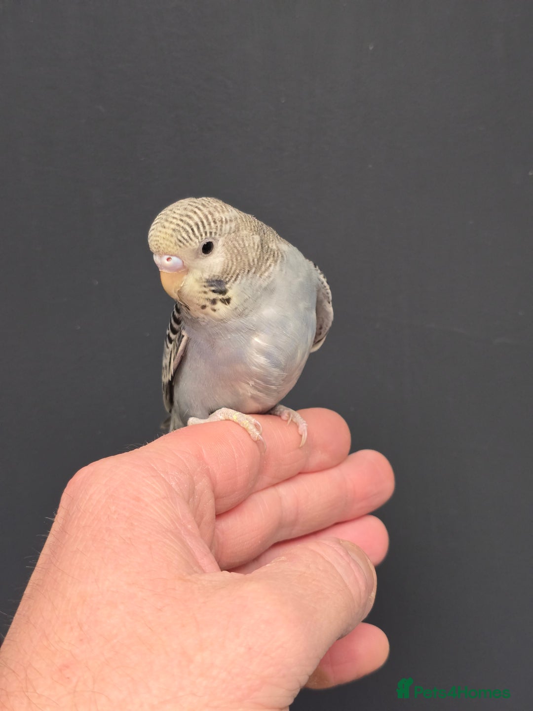 Budgerigars birds for sale: Gorgeous Baby Budgies ready now!!! - Image 18