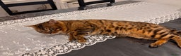 Bengal cats for sale: Male Bengal Cat – 2024, Fully Vaccinated, Rehoming - Advert 5