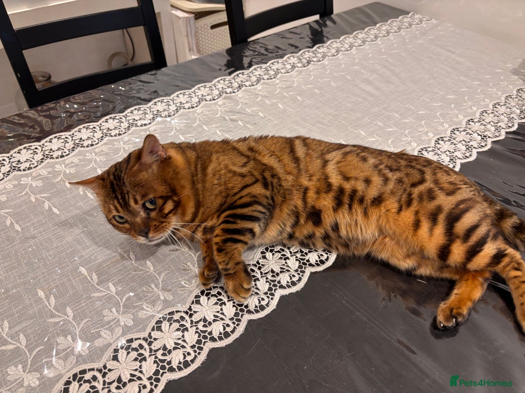 Bengal cats for sale: Male Bengal Cat – 2024, Fully Vaccinated, Rehoming - Advert 5