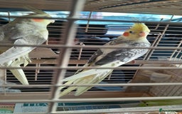 Cockatiels birds for sale: cockatiels  - Image 6